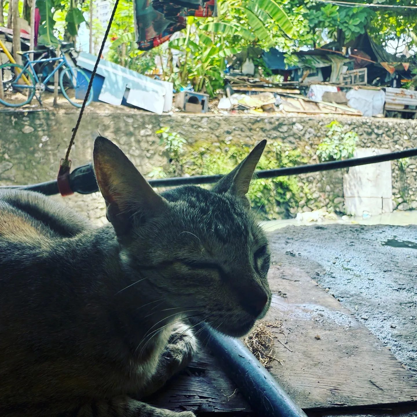 【まごころサポート】まごころサポートin Cebu vol....